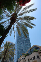 Fototapeta na wymiar palm trees in Tel Aviv