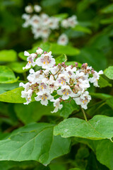 Northern catalpa flowers on Indian bean tree branch with green foliage