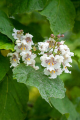 Northern catalpa speciosa blooming white flowers