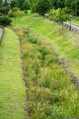 Broken abandoned drainage channel overgrown with reeds in a park with trees and green grass