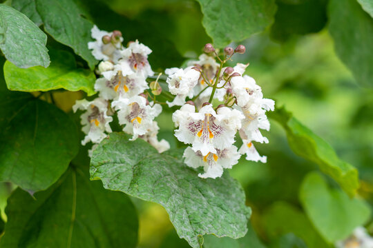 Northern catalpa flowers on Indian bean tree branch with green foliage