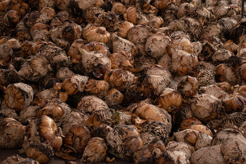 Piñas de sotol para destilación, agave y tequila