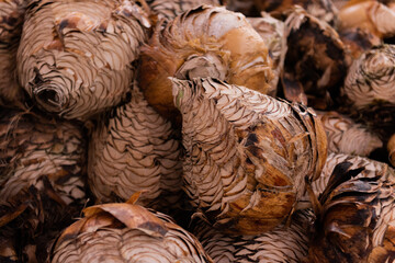 Piñas de sotol para destilación, agave y tequila
