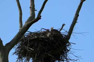 bald eagle with eaglet in nest
