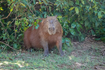 Capybara in Natural Habitat Sitting under Bush