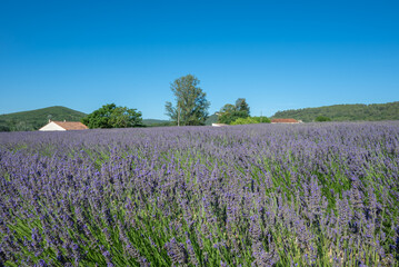 Fototapeta premium Lavandes de provence