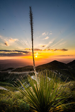 Planta dasylirion wheeleri con quiote en atardecer