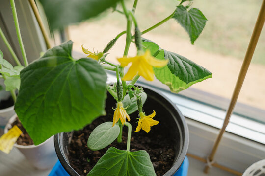 Young cucumber plant growthing in a pot on the window sill on the balcony. Growing vegetables at home. home hobby gardening