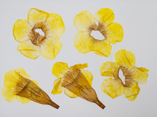 Dried, pressed and transparent yellow flowers of Stans tecoma. Common names include yellow trumpet,...