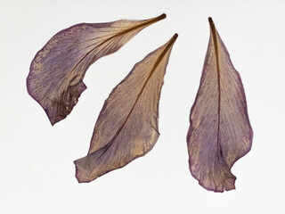 Dried, pressed and transparent flower petals isolated on white background.