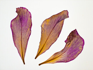 Dried, pressed and transparent flower petals isolated on white background.
