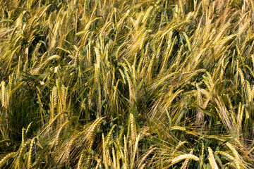 yellow ears of wheat in summer