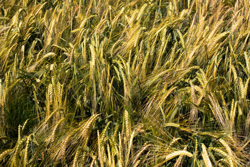 yellow ears of wheat in summer