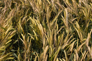 yellow ears of wheat in summer