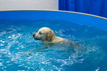 golden retriever dog training in the swimming pool. Pet rehabilitation in water. Recovery training...