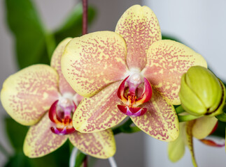 Fototapeta na wymiar orchid yellow