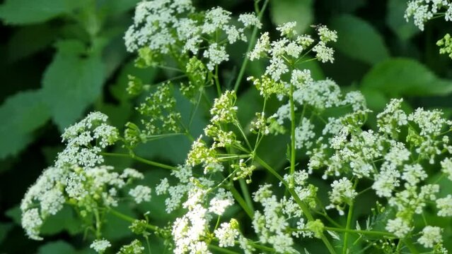 Plant with small white flowers. Conium maculatum. Hemlock is a biennial herbaceous plant of the Apiaceae family.