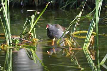 The common moorhen (Gallinula chloropus), small bird swimming on the water. Black body with white...