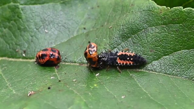 Larva of a Harlequin ladybird beetle, Harmonia axyridis, eating a pupa stage larva of the same species. Real time and slow motion footage. Pupa using defence response mechanism