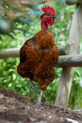 rooster standing on one leg