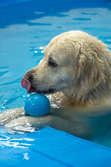 golden retriever dog playing with ball in the swimming pool. Pet rehabilitation. Recovery training...