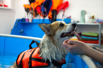 Corgi dog in life jacket swim in the swimming pool. Pet rehabilitation. Recovery training prevention for hydrotherapy. pet health care