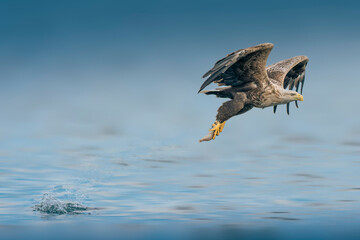 eagle in flight catching a fish.