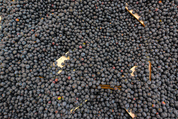 Blueberries background