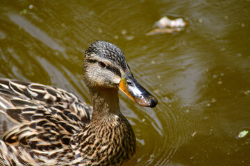 Female Mallard duck swimming in the park ponds. Nature wildlife mallard duck. Close up ducks.