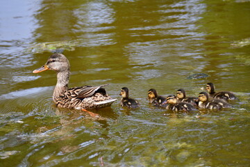 Mallard female with little ducklings swimming in water on the pond. Mallard duck with a brood. Little ducklings with mom duck.