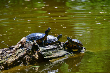 Obraz premium Freshwater red-eared turtle or yellow-bellied turtle. An amphibious animal with a hard protective shell swims in a pond. They sunbathe on a fallen tree in the water.