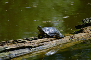 Fototapeta premium Freshwater red-eared turtle or yellow-bellied turtle. An amphibious animal with a hard protective shell swims in a pond. They sunbathe on a fallen tree in the water.