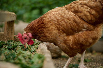 Organic farm, brown hen eating natural food from a trough
