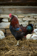 Organic farm, colorful rooster on the background of an old stone wall