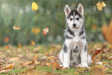 Autumnal portrait of a husky puppy sitting on lawn between foliage leaves in a garden outdoors