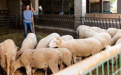 Farm worker caring for sheep. High quality photo