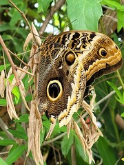 Brown butterfly on a branch