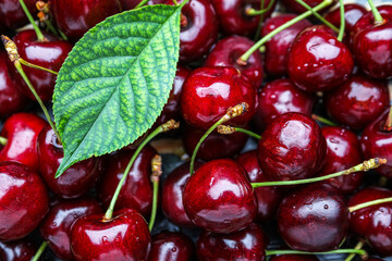 Many ripe cherry as background, closeup