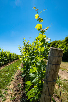 Cabernet Franc Vines In A Vineyard