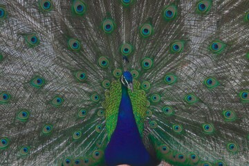 Naklejka premium peacock in the Łazienki park in Warsaw