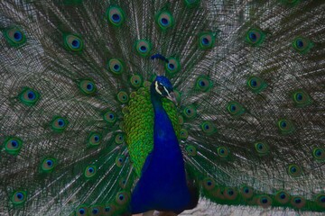 Obraz premium peacock in the Łazienki park in Warsaw