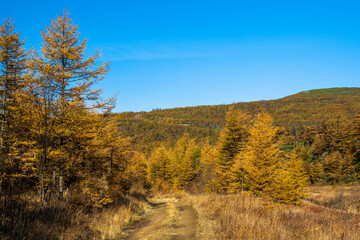 Fototapeta premium Dirt road among in the autumn forest among the hills. Yellow autumn larches. Travel in nature. Cloudless blue sky.