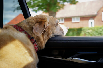 Pies w samochodzie. Labrador patrzy przez otwarte okno samochodu. - obrazy, fototapety, plakaty