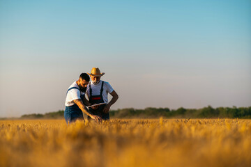 Farmers are standing in their wheat field. Grandfather is teaching his grandson about agriculture....