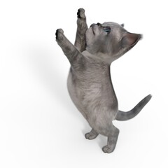 3d-illustration of an isolated cute baby cat reaching