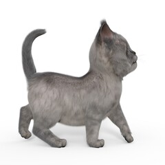 3d-illustration of an isolated cute baby cat looking