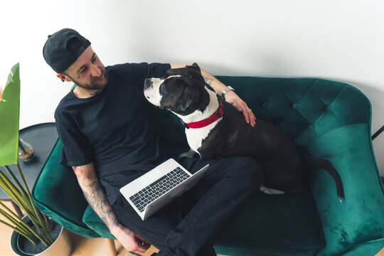 young male freelancer is distracted from work by his amstaff dog home background remote job concept medium full shot . High quality photo
