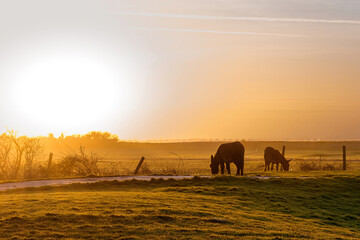 Fototapeta na wymiar Donkeys grazing in a field with flared sunlight