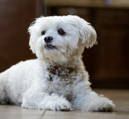 portrait of a white dog