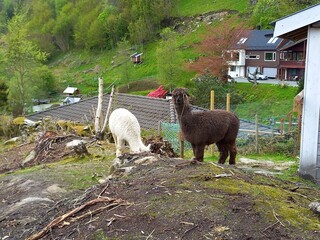 sheep in the mountains